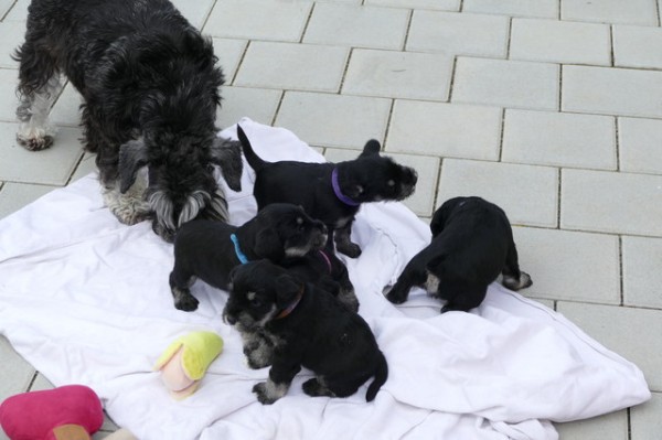 Polly R-Wurf 5 Woche 2025-04-18 001 (114)